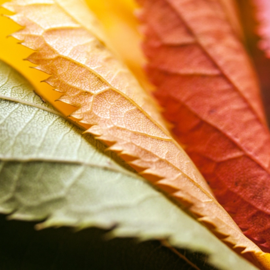 Zo haal jij de herfst in huis!